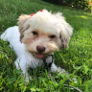 Meet your Posher, Celine